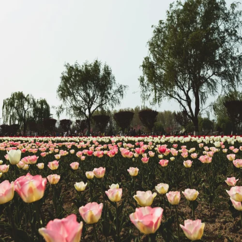 A field of pink and white tulips blooming in a Srinagar garden with trees in the background.