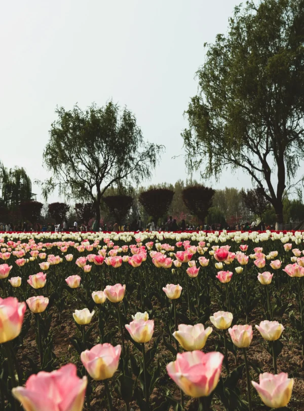 A field of pink and white tulips blooming in a Srinagar garden with trees in the background.