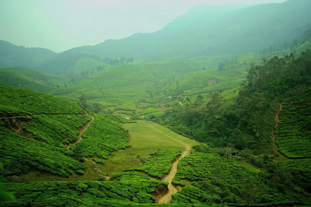 Green rolling hills of a misty tea plantation in Munnar, Kerala, India.