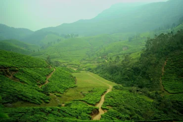 Green rolling hills of a misty tea plantation in Munnar, Kerala, India.