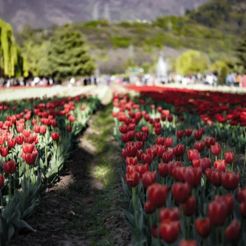 Rows of blooming red tulips in the Srinagar Tulip Garden with green hills in the background.