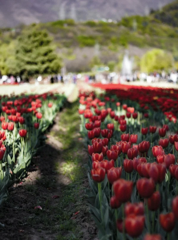Rows of blooming red tulips in the Srinagar Tulip Garden with green hills in the background.