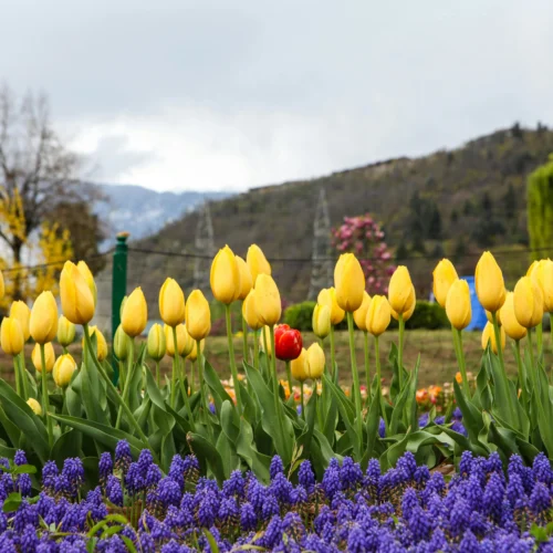Bright yellow and purple tulips blooming in a garden with mountains in the background in Kashmir.