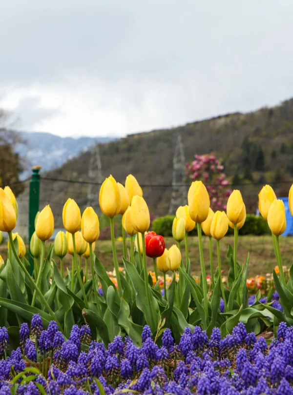 Bright yellow and purple tulips blooming in a garden with mountains in the background in Kashmir.