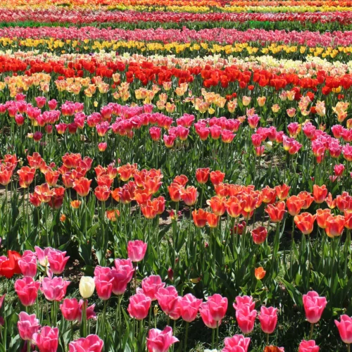 Rows of colorful red, yellow, pink, and white tulips blooming in a garden in Kashmir.