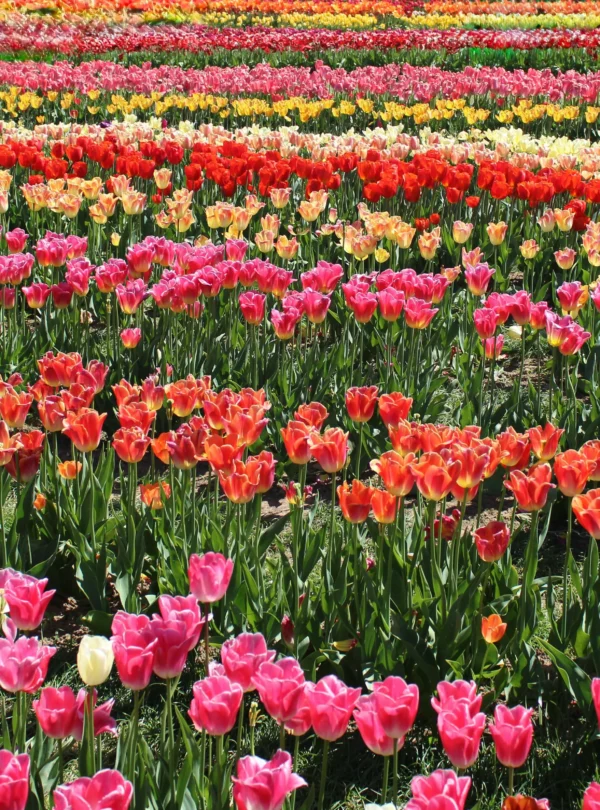 Rows of colorful red, yellow, pink, and white tulips blooming in a garden in Kashmir.