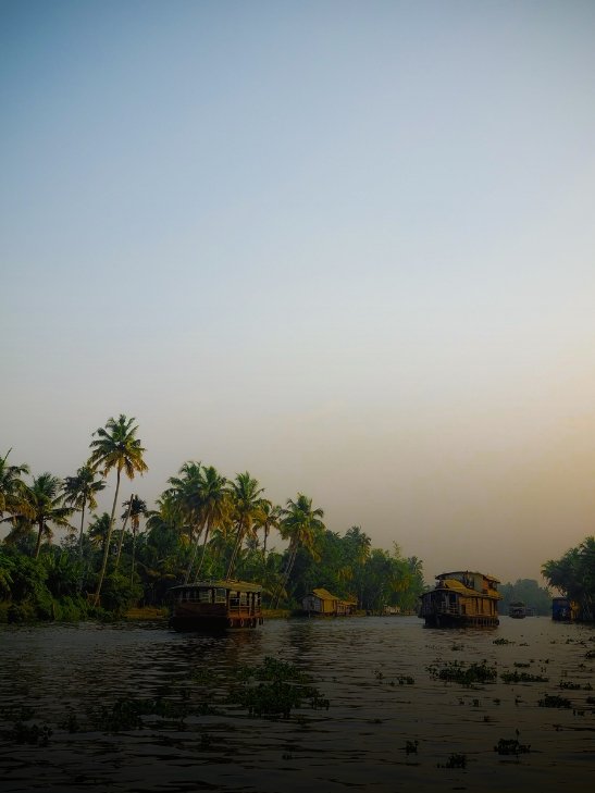 Traditional houseboats cruising along the calm backwaters of Kerala lined with palm trees.